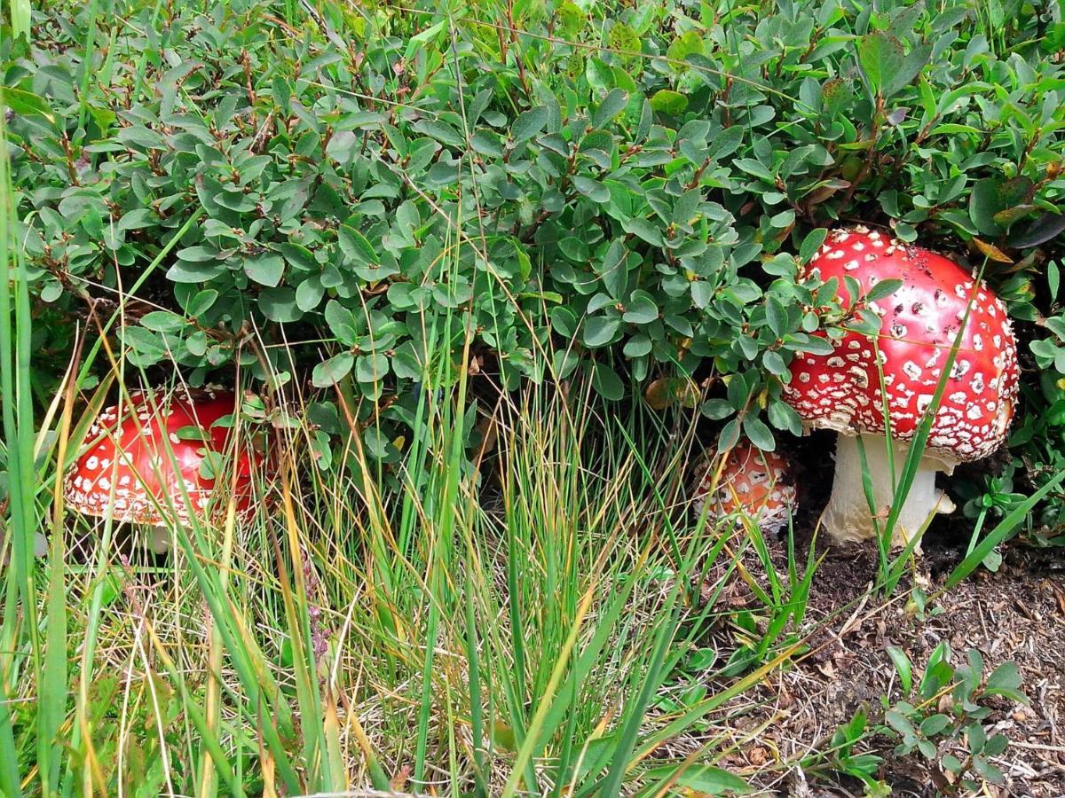 Le Balze Di Carisolo, Trilocale Con Giardinoアパートメント エクステリア 写真